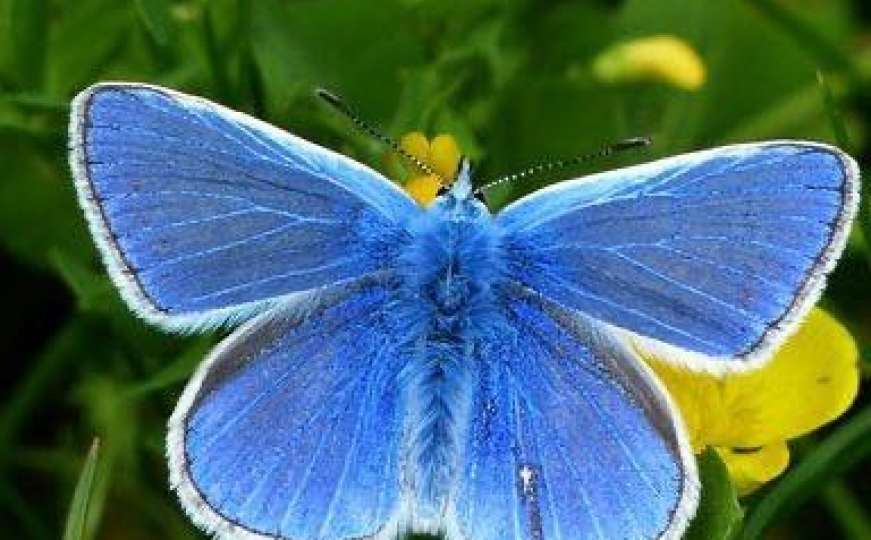 Dragan Bursać: Znate li strašnu priču o plavom leptiru