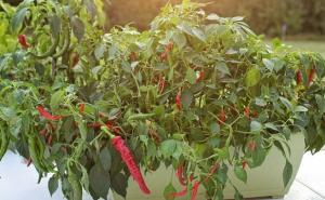 Hit u bašti: Kako uzgojiti ljute papričice u saksiji