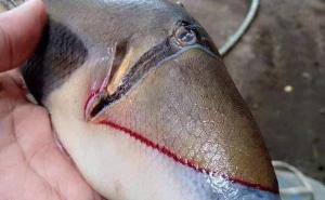 Fotografija bizarne ribe postala hit na društvenim mrežama
