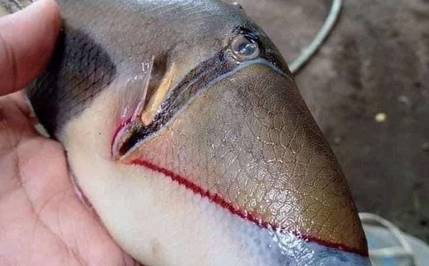 Fotografija bizarne ribe postala hit na društvenim mrežama
