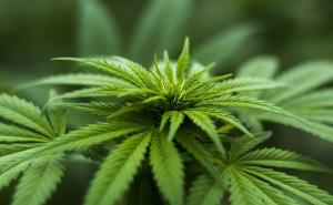 Nova hapšenja u BiH: Privođenje zbog prodaje marihuane i indijske konoplje