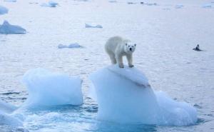 Polarni medvjedi mogli bi nestati do 2100. zbog klimatskih promjena