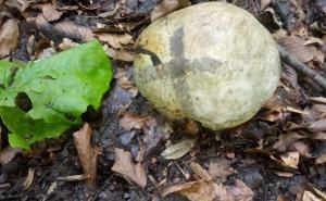 U blizini kuće zločinca Lukića pronađeni posmrtni ostaci, ucrtan krst na lobanji