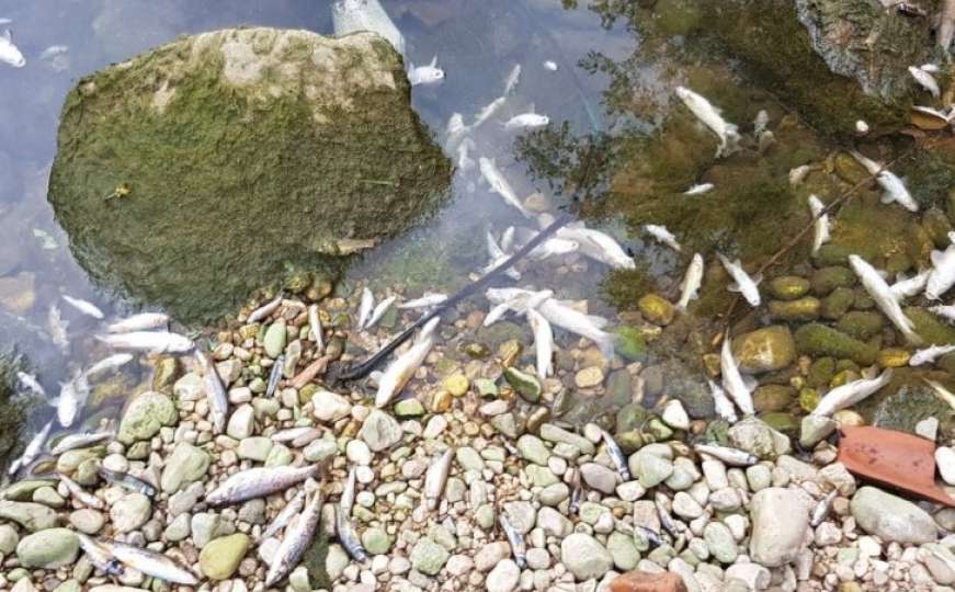 Ilidža: Pomor ribe u Tilavi nakon što je zaustavljen protok rijeke zbog obnove mosta