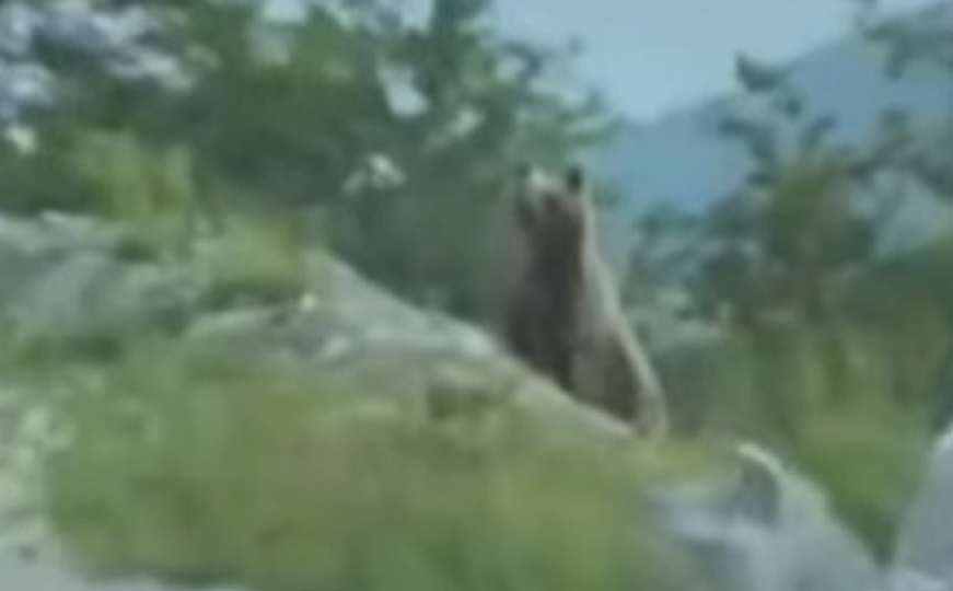 Bliski susret sa medvjedom na putu prema Vlašiću