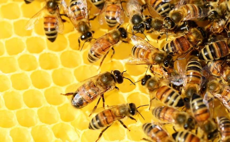 Austrijska metropola - evropska prijestolnica pčela