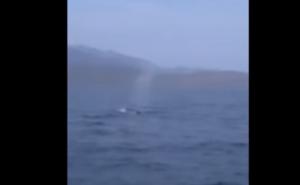 Snimljen kit pored jedne od omiljenih plaža na Jadranu
