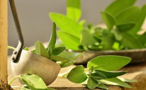 Deset najjačih biljaka kojim ćete očistiti pluća