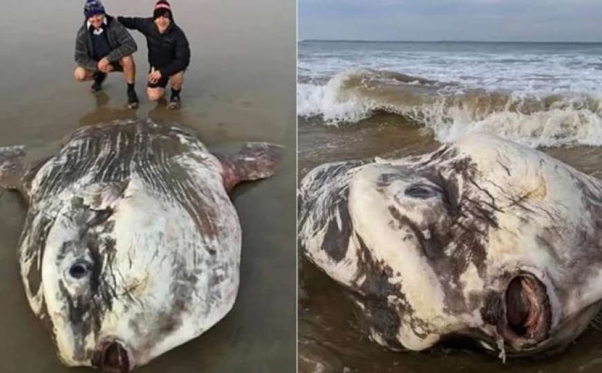 Turisti zapanjeni: More izbacilo bizarnu ribu koja liči na vanzemaljca