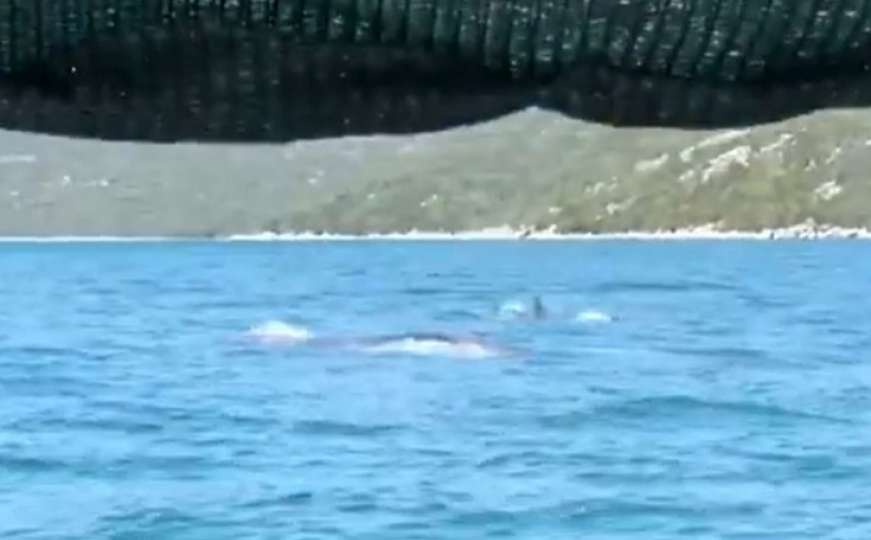Predivno: Četiri zaigrana kita snimljena u Jadranu