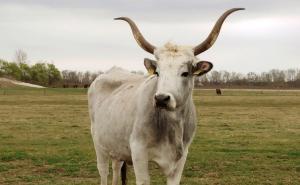 Povratak izumrle vrste: U Posavini ponovno uzgajaju podolska goveda 
