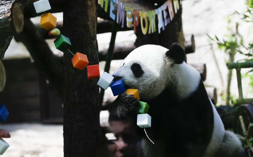 U zoološkom vrtu na zanimljiv način proslavili rođendan pandi