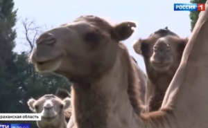 Uništavaju sve pred sobom: Rus pustio krdo kamila, izazvale su haos 