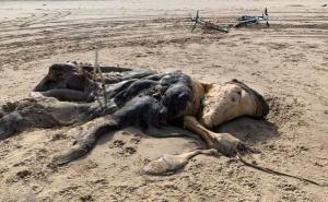 More izbacilo misteriozno biće na plaži u Liverpoolu: U toku istraga o čemu je riječ