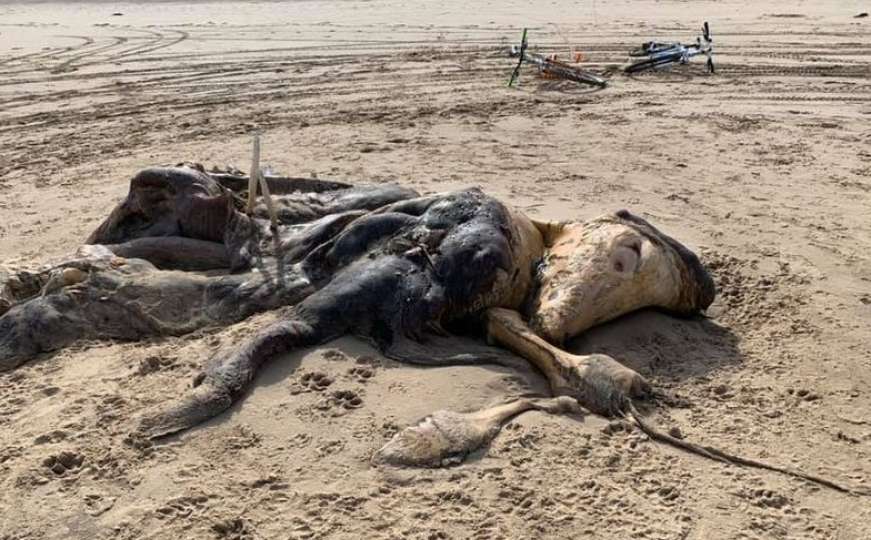 More izbacilo misteriozno biće na plaži u Liverpoolu: U toku istraga o čemu je riječ