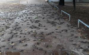Strašan prizor u Crnoj Gori: Stotine uginulih vrabaca na ulici