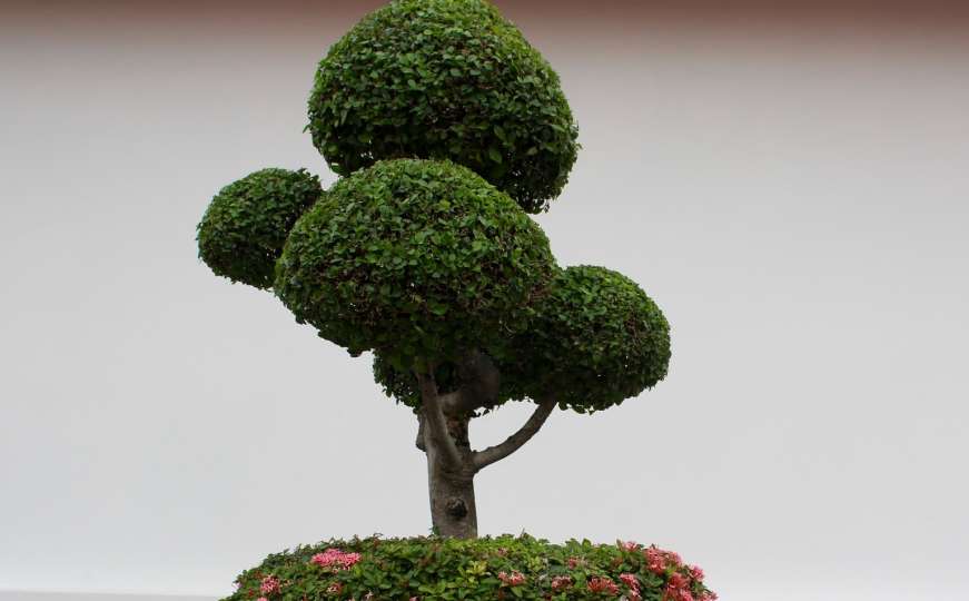 Veličanstveno drvo: Kako uspješno uzgojiti bonsai