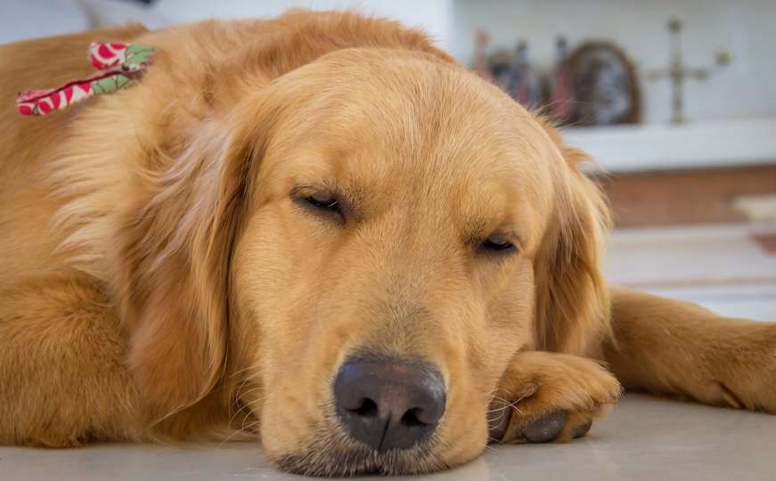 Ovo bi vas moglo iznenaditi: Znate li šta vaš pas sanja?