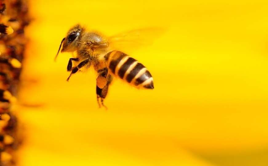 Šta kada vas pčela ujede: Jedno nemojte nikada učiniti