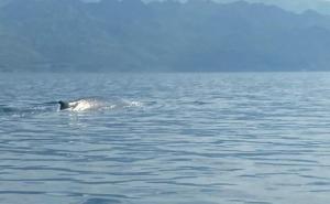 Uočen kit na Jadranu, stanovnici i turisti zapanjeni prizorom