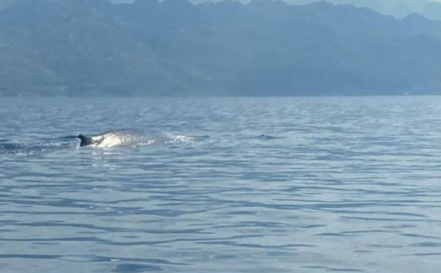 Uočen kit na Jadranu, stanovnici i turisti zapanjeni prizorom