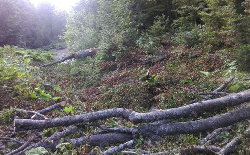 Eko akcija upozorava: Priprema se sječa šume na na vrelu Rakitnice