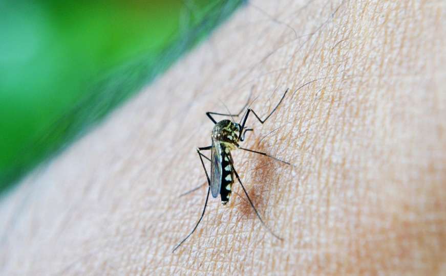 Mnogi u strahu: U prirodu puštaju 750 miliona genetski modificiranih komaraca