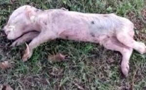 Užas: Mrtva svinja bačena u harem Gradske džamije u Bratuncu