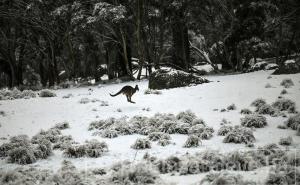 Snijeg iznenadio klokane u Australiji: Prekrasno je... 