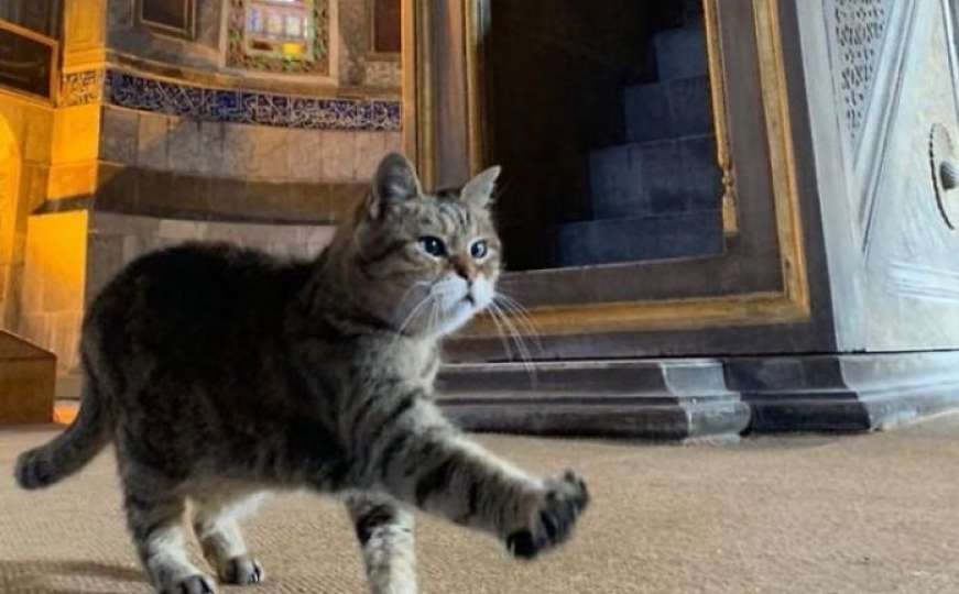 Svjetski poznata maca iz džamije Aja Sofija konačno više nije sama