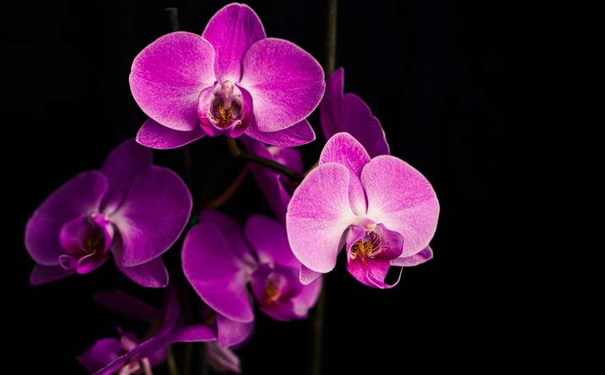 Primadona među cvijećem: Uz ove trikove imat ćete najljepšu orhideju 
