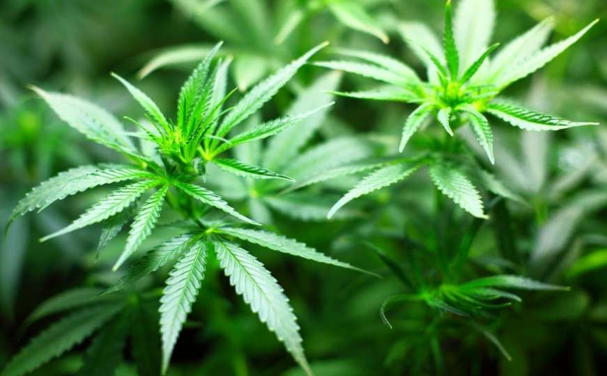 Pronađena plantaže marihuane u BiH, stabljike visoke preko 3 metra