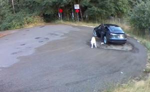 Žena dovezla psa u šumu pa učinila nezamislivu stvar
