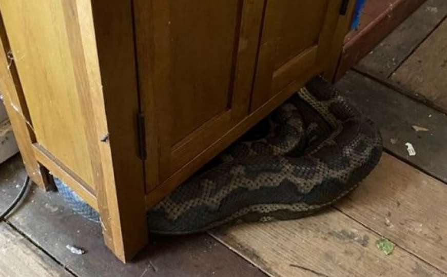 Doživio šok kada se vratio kući: Ogromne zmije propale kroz plafon