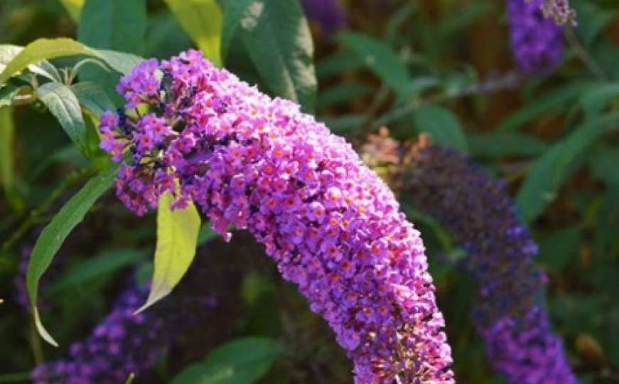 Oduzimaju dah: Biljke koje možete zasaditi ove jeseni