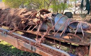 Zastrašujuće veliki krokodil uhvaćen u popularnom turističkom mjestu