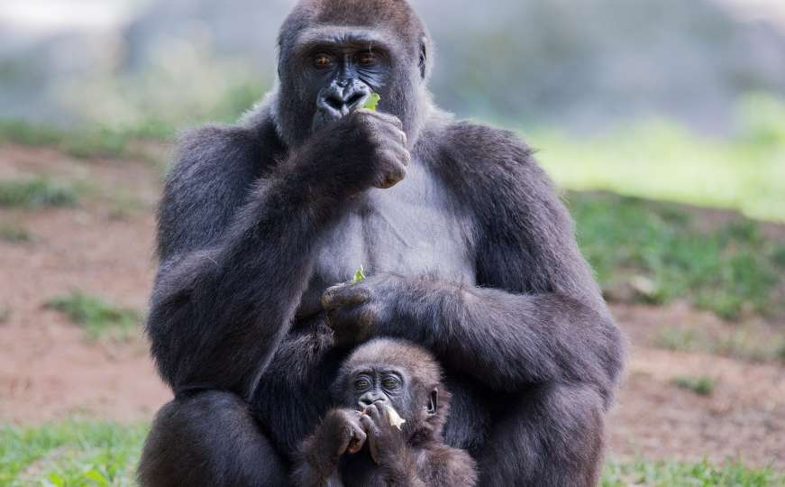 Spas od izumiranja: Baby boom rijetkih gorila u Ugandi