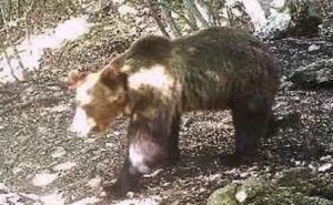 Papillon, najtraženiji medvjed u Europi, ponovo uhvaćen