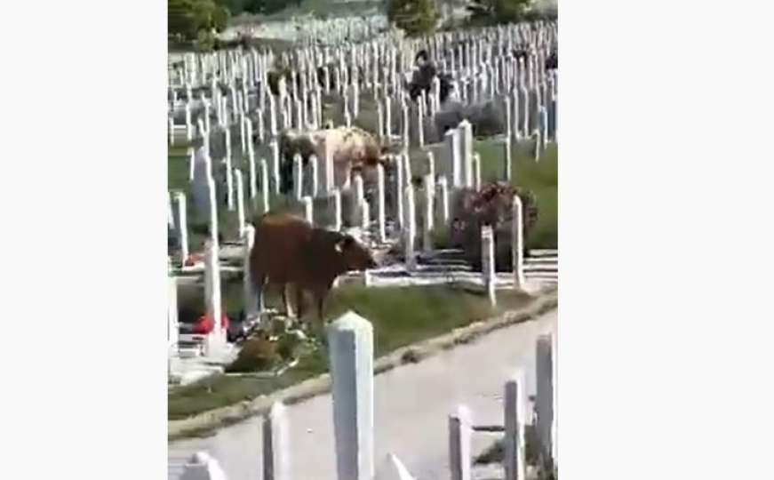 Uprava KJKP "Pokop" uputila izvinjenje građanima zbog krava na groblju