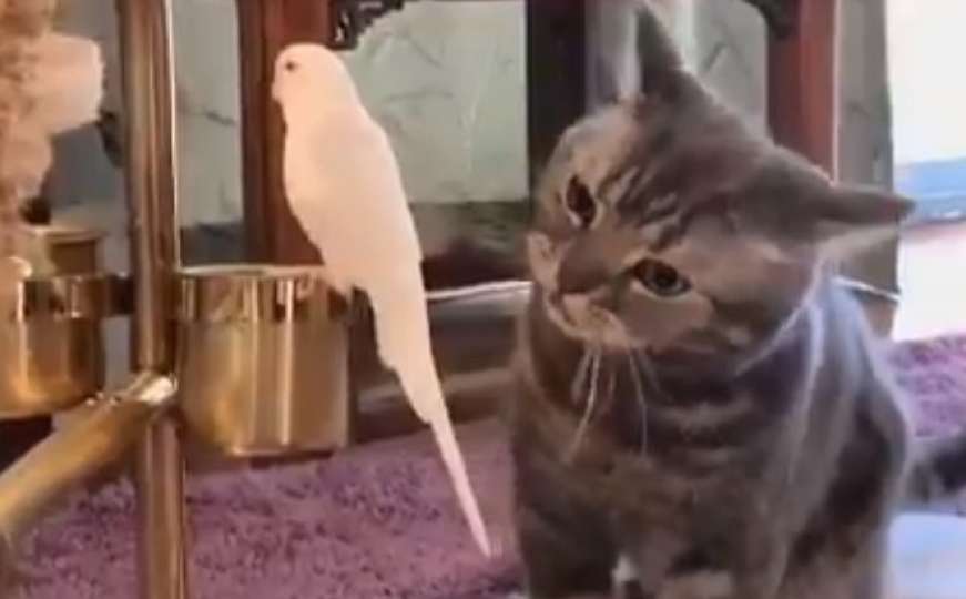 Šta se desi kada se sretnu mačka i ptica: Ovaj video gledali su milioni ljudi