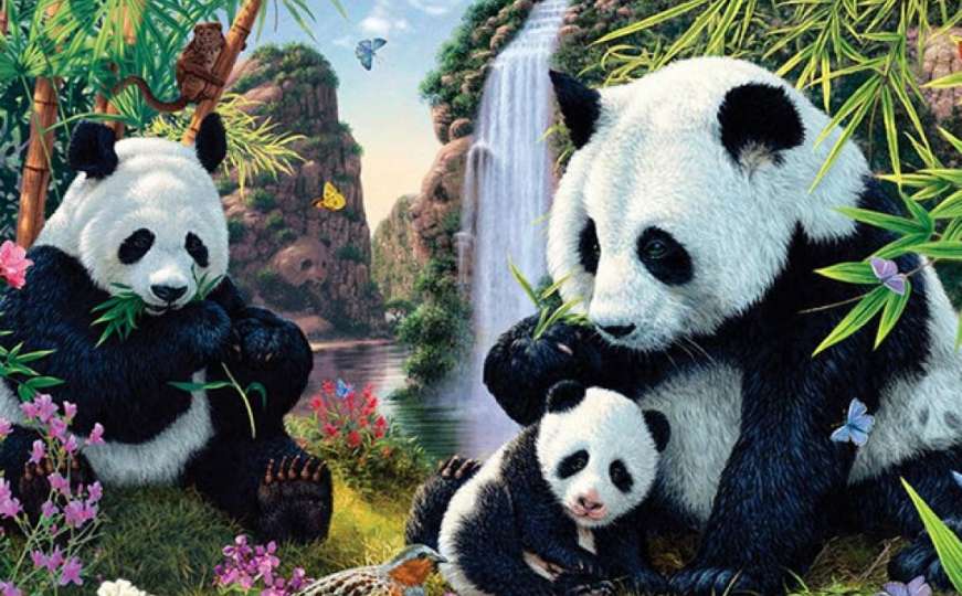 Optička iluzija: Jeste li među rijetkim koji vide 15 pandi na ovoj slici