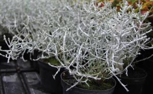 Neobična i lijepa, i svakome uspijeva: Kako uzgojiti srebrnu kišu