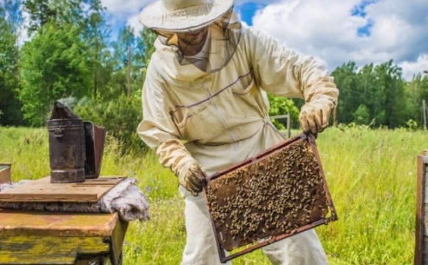 U Hercegovini počinje proizvodnja pčelinjeg otrova: Saveznik u borbi protiv raka dojke