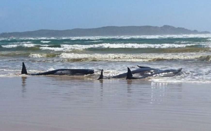 Srceparajuće scene na plažama: Nasukano stotine kitova, uginula već trećina