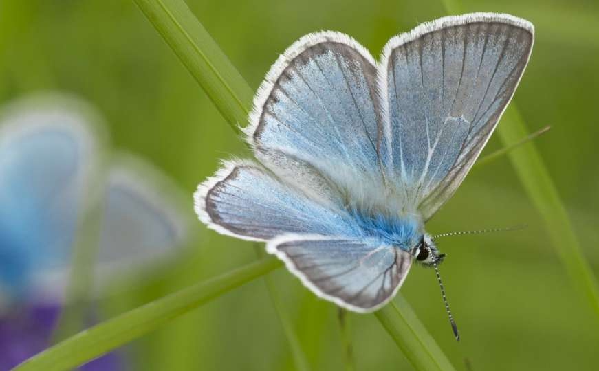 Ključ preživljavanja leptira mogla bi biti njihova boja