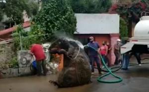 Radnici čistili kanalizaciju, pa ostali šokirani otkrićem "gigantskog štakora"