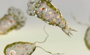 Pokušavaju spriječiti katastrofu: Ameba koja "jede" mozak pronađena u vodovodima