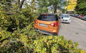 Jak vjetar u Sarajevu nanio štetu: Veliko stablo bukve palo na parking! 