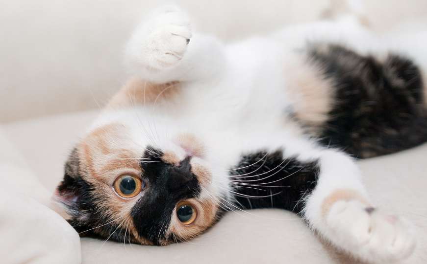 Radi se o magičnim ljubimicama: Znate li zašto su trobojne mačke posebne 