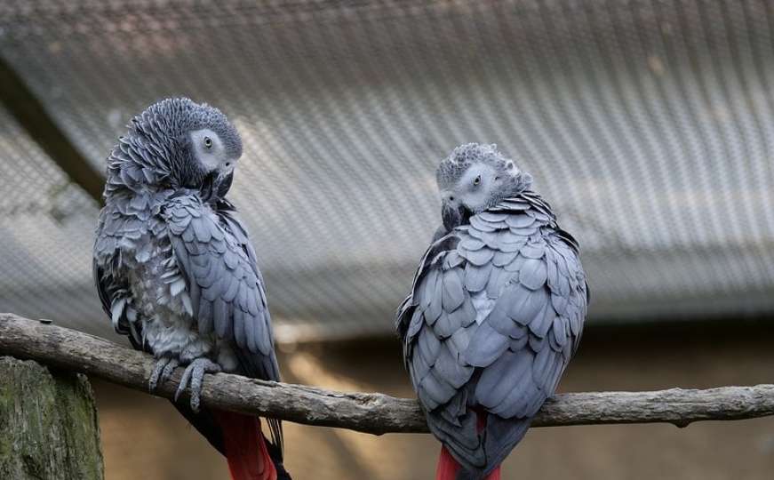 Papagaji uklonjeni iz parka nakon psovki posjetiocima